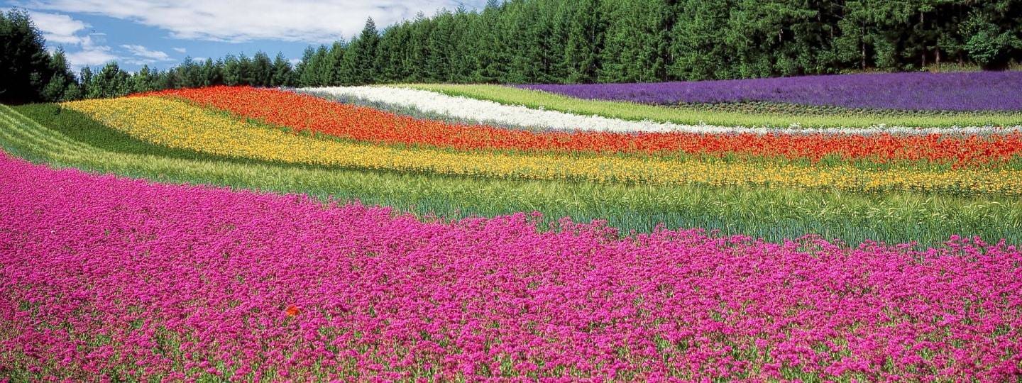 Campo con flores